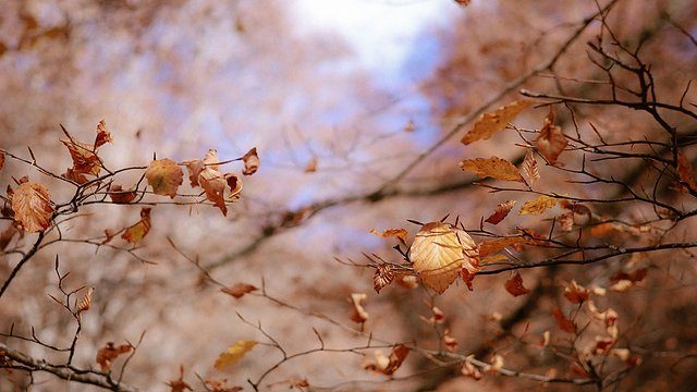 Autumn leaves branches sky