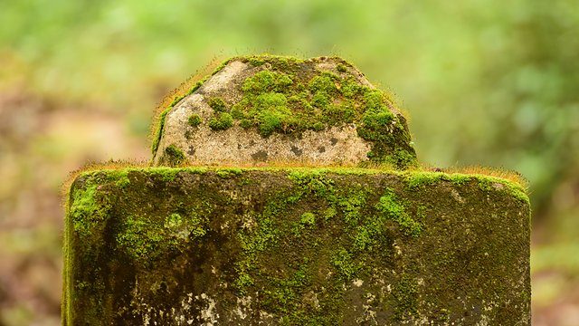 Moss stone marker closeup
