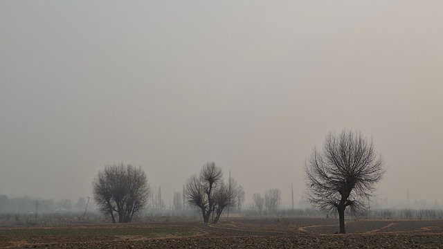 Bare trees fog field