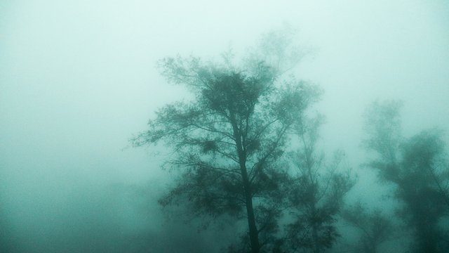 Misty tree silhouette teal