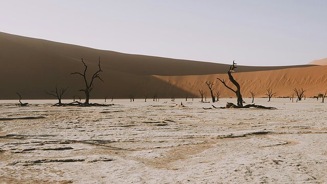 Deadvlei cracked clay dead trees