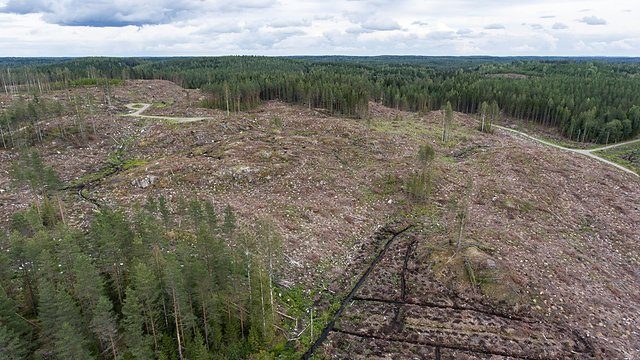 Deforestation clearcut aerial