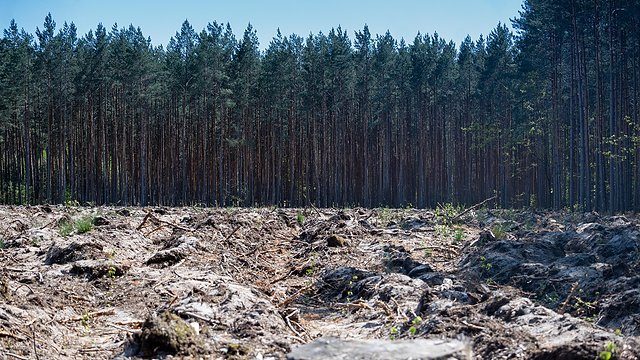 Deforestation groundlevel