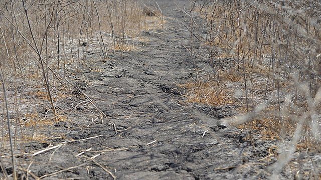 Drought muddy brush path