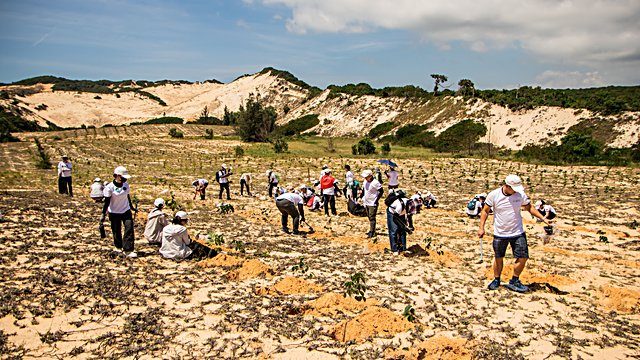 Sand dune tree planting crew