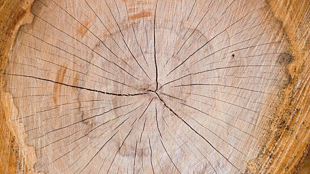 Tree rings cut trunk
