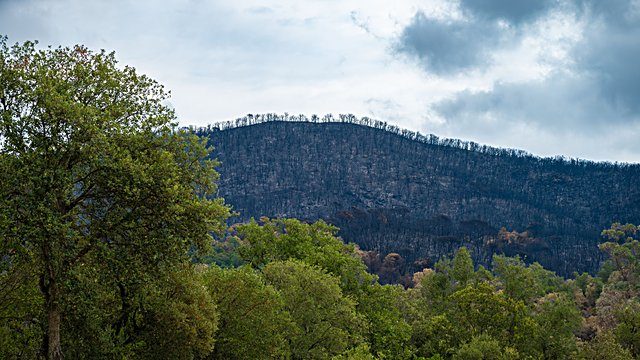 Burnt hillside green recovery