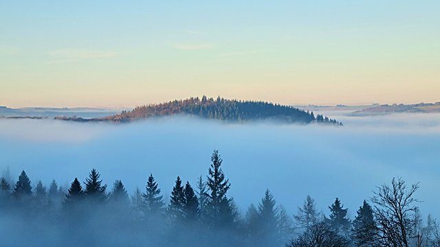 Dawn fog conifer treeline
