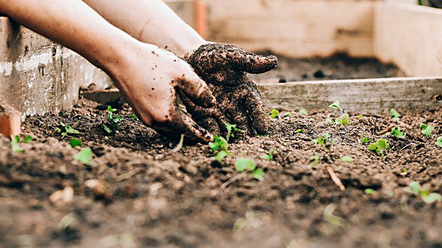 Muddy hands soil seedlings