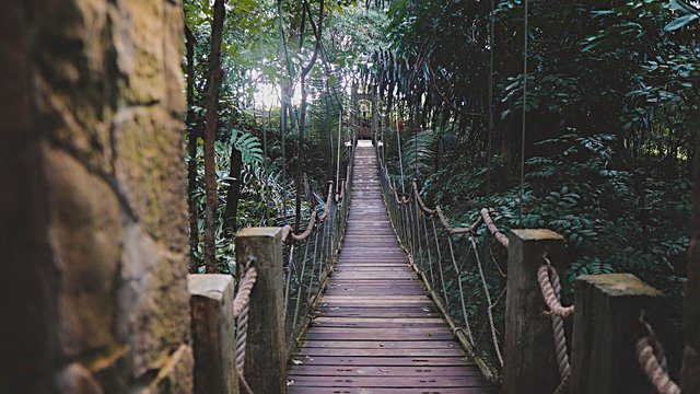 Wooden rope bridge forest