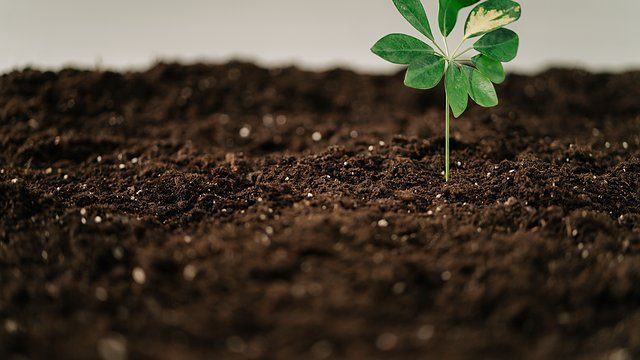 Seedling dark soil