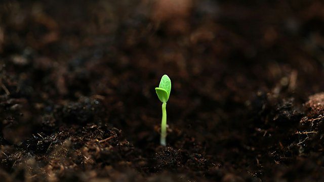 Seedling solitary dark
