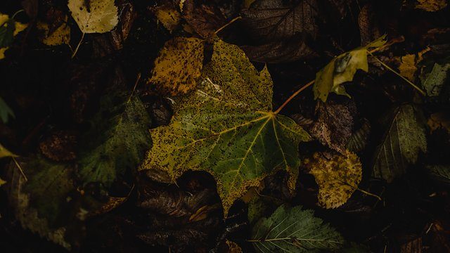 Autumn leaves forest floor