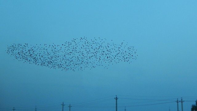 Starling murmuration