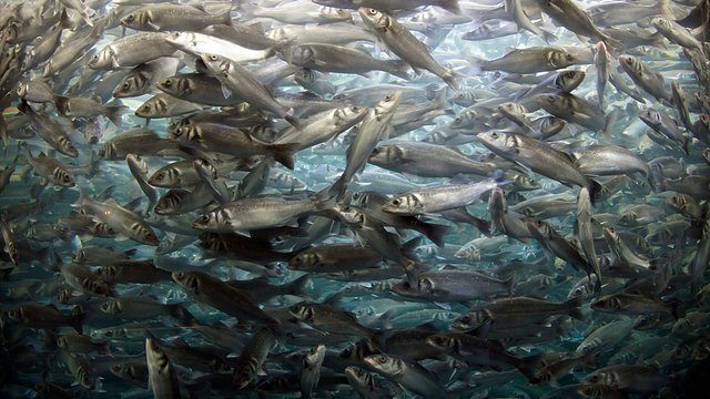 Dense fish shoal