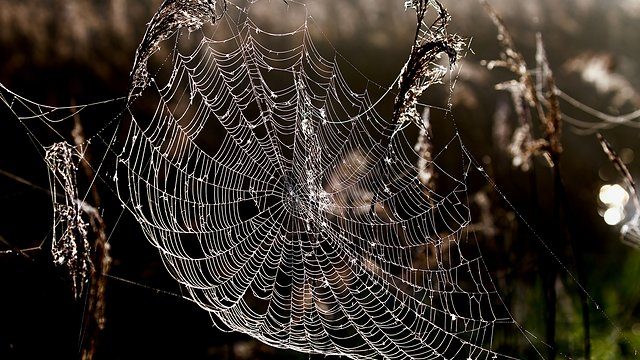 Spiderweb dew backlit