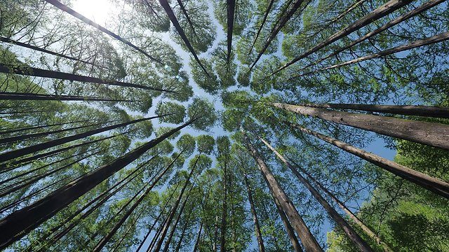 Canopy radial treetops