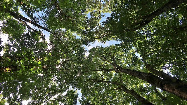 Canopy interlaced branches