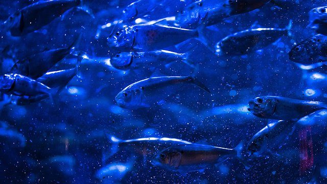 Fish aquarium lighting