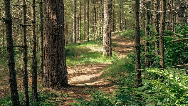 Forest path pine