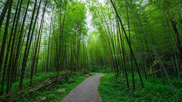 Forest path bamboo
