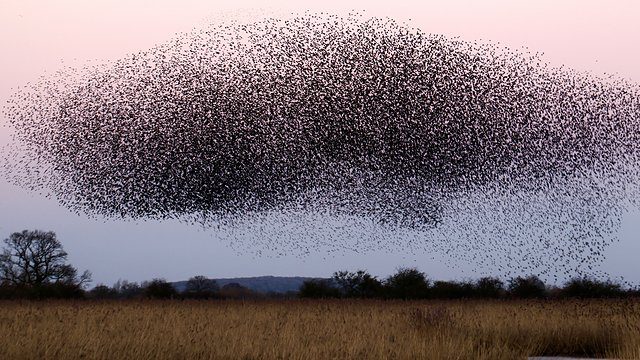Starling murmuration
