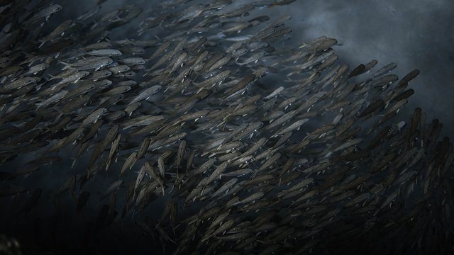 Fish school