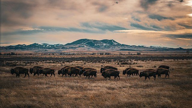 Bison herd color