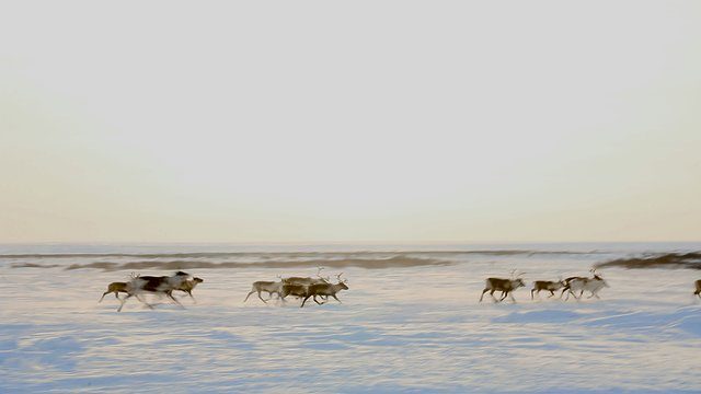 Caribou herd tundra