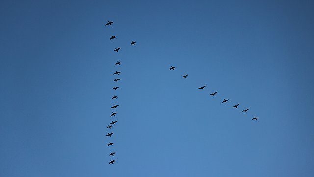 Geese v formation